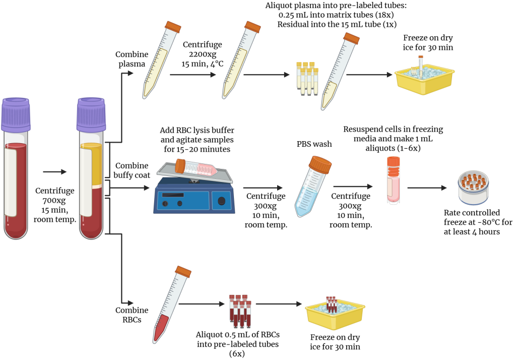 Blood processing flow infographic